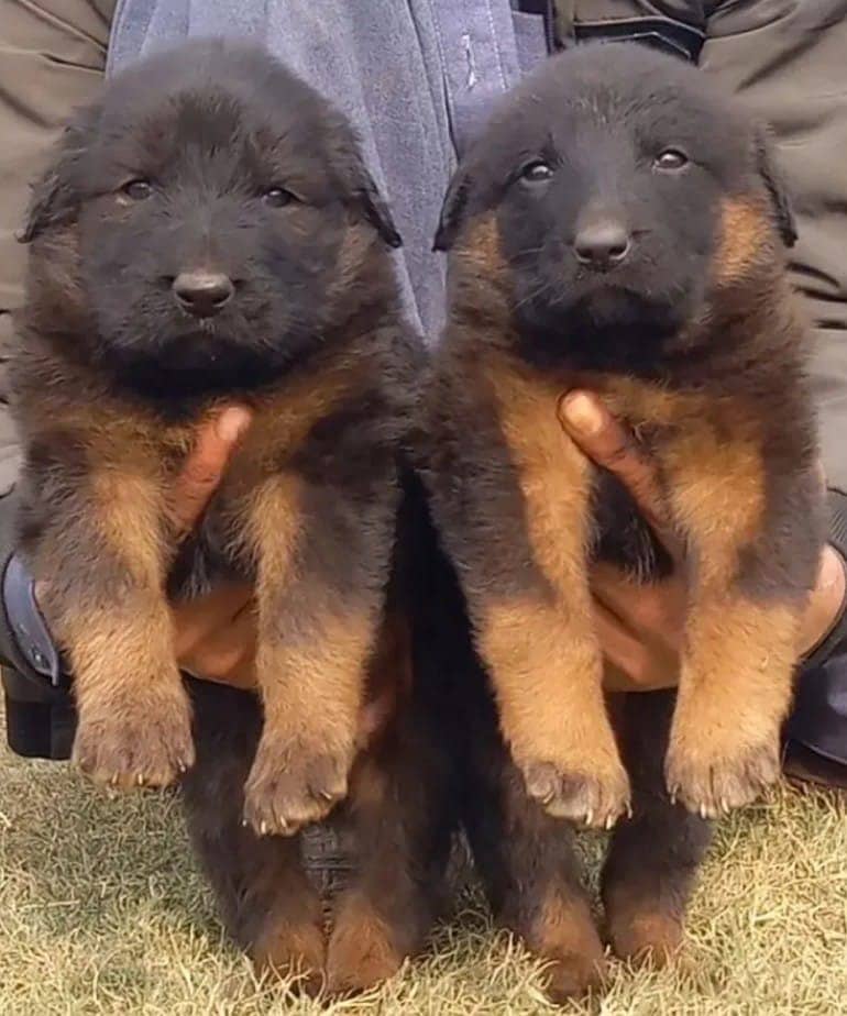 German shepherd | Puppy | GSD | Dog for sale | Long coat

                                                            alt=