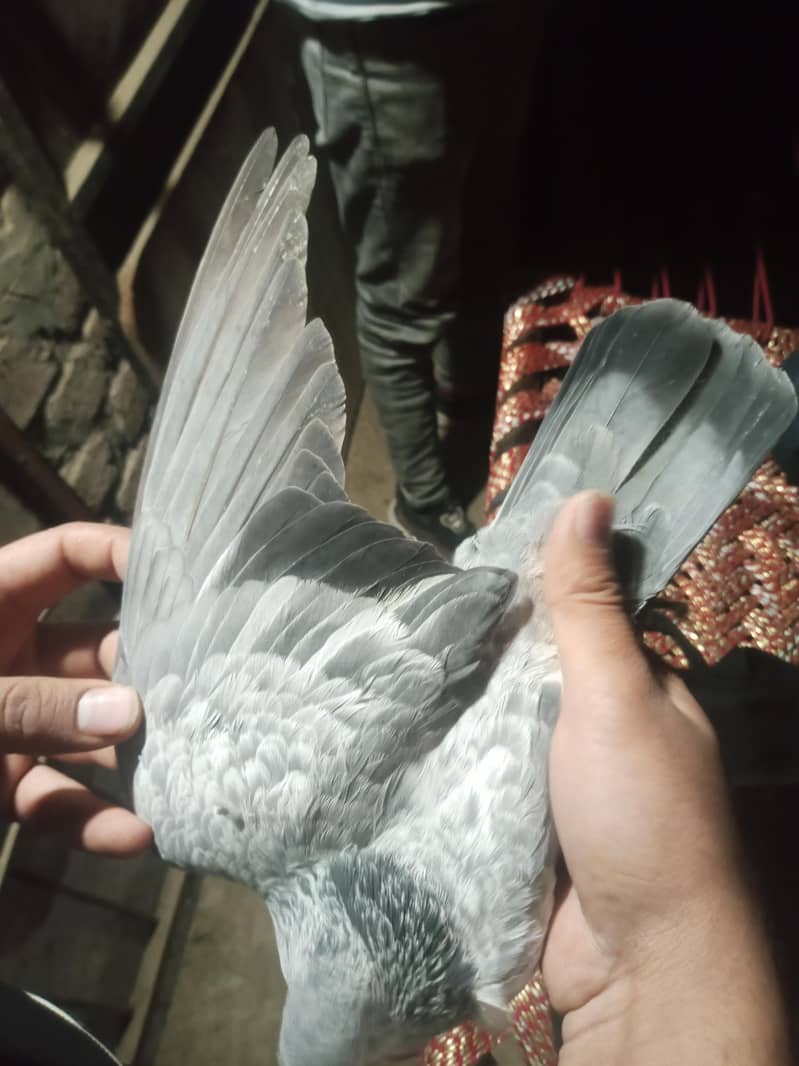 sneri golden mia nazeer waly

                                                            alt=