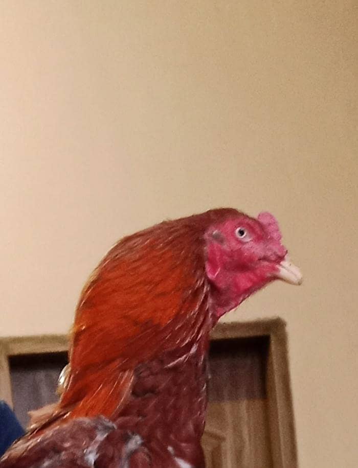 lakha aseel

                                                            alt=