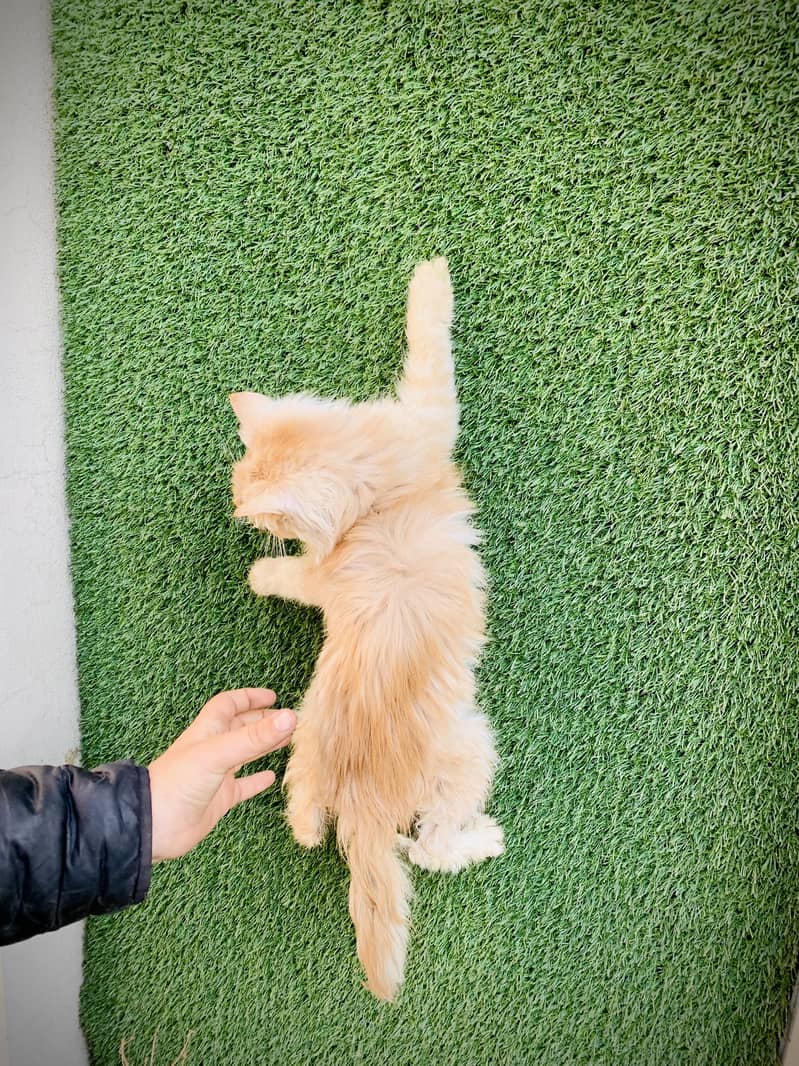 Persian cats

                                                            alt=