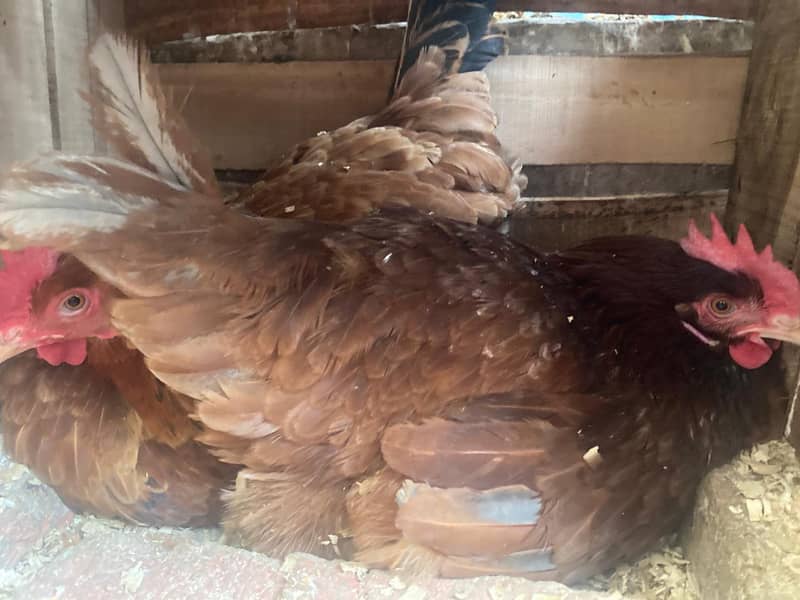 Golden Misri hen| Murgi | گولڈن مصری | Desi Hens | eggs laying hens

                                                            alt=