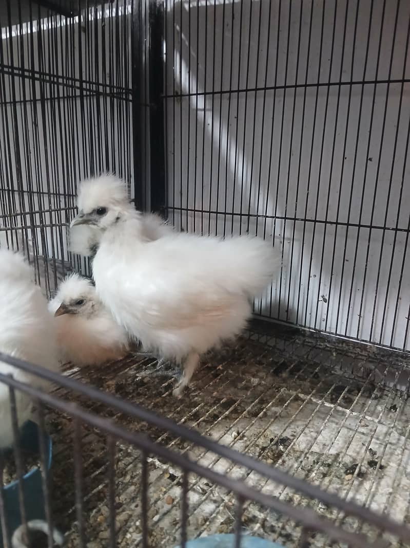 White silky Golden buff and bentum chicks

                                                            alt=