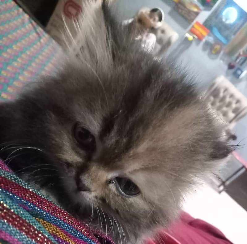 Persian cat two month old  active cat

                                                            alt=