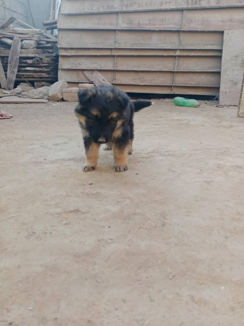 beautiful

                                                            alt=