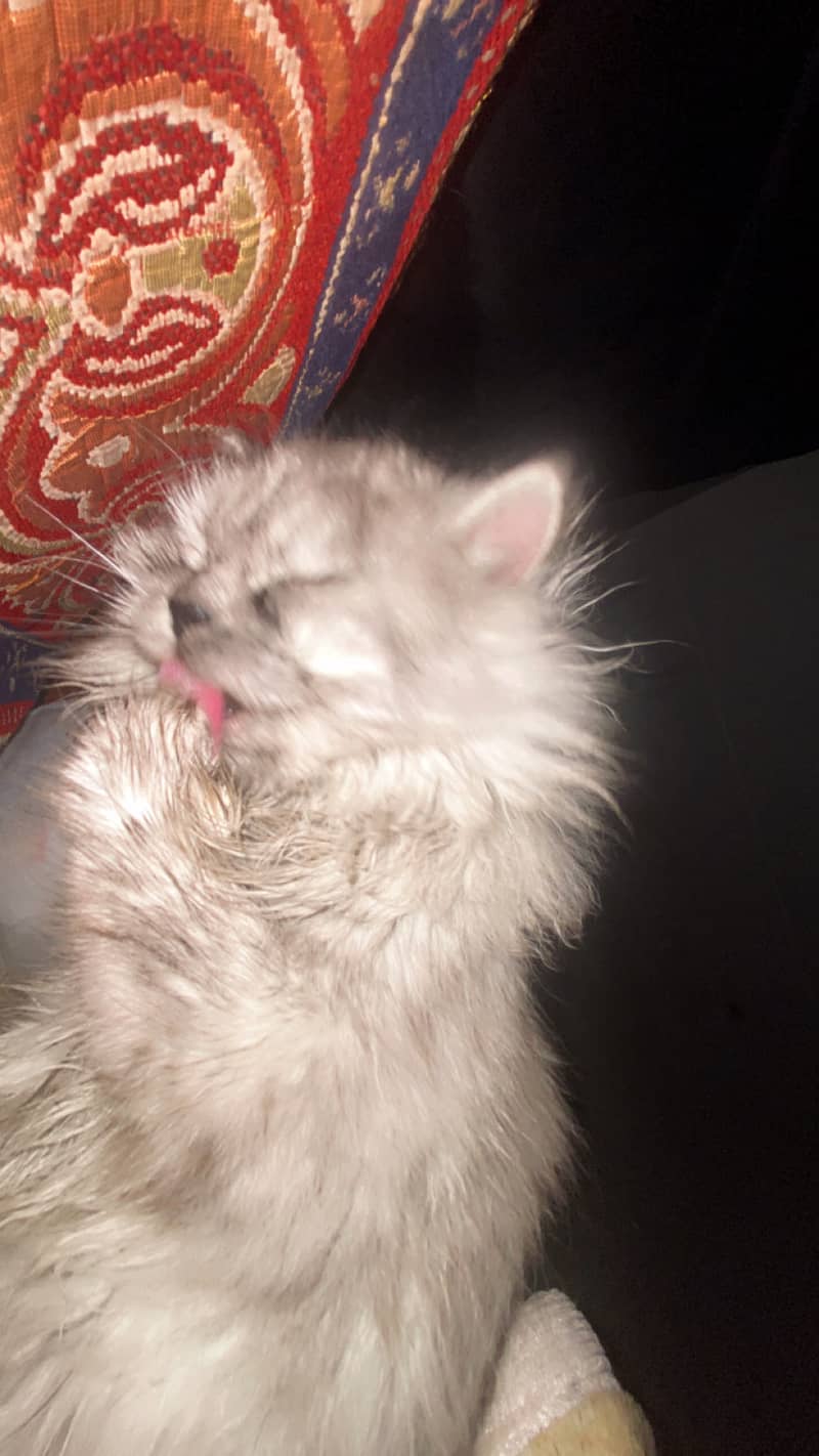 Persian triple coated for sell

                                                            alt=