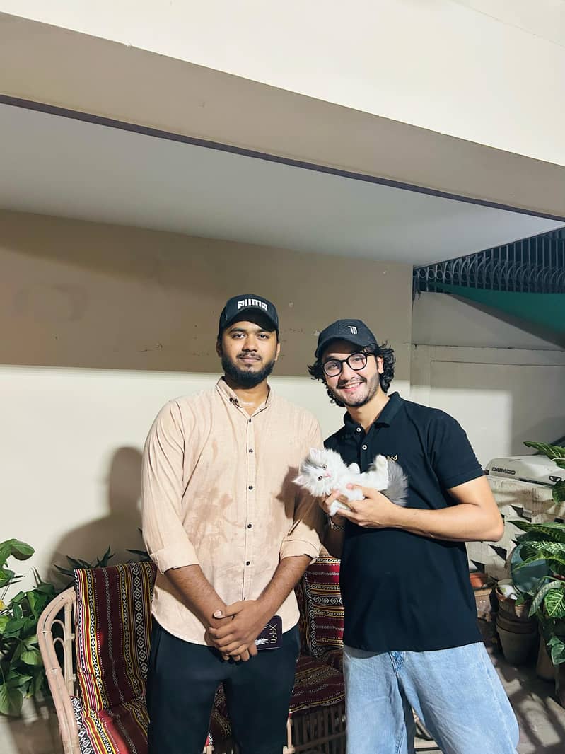 high quality kitten|Punch face Kittens|persian cat|cute|tripple|fluffy

                                                            alt=