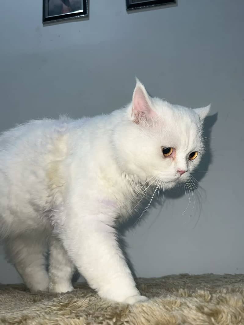 Persian cat for sale

                                                            alt=