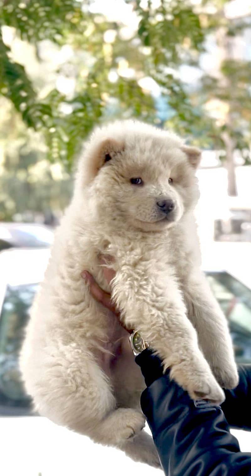 chow chow imported pup available

                                                            alt=