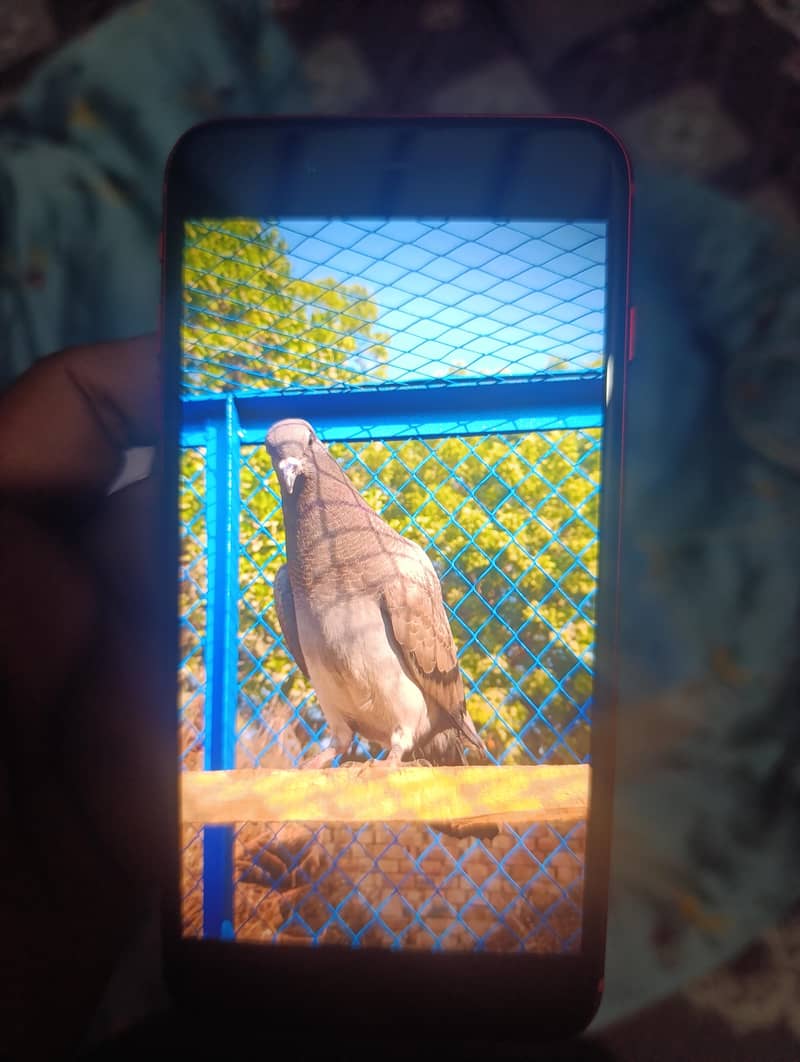 iPhone 8 plus PTA approve official 

                                                            alt=