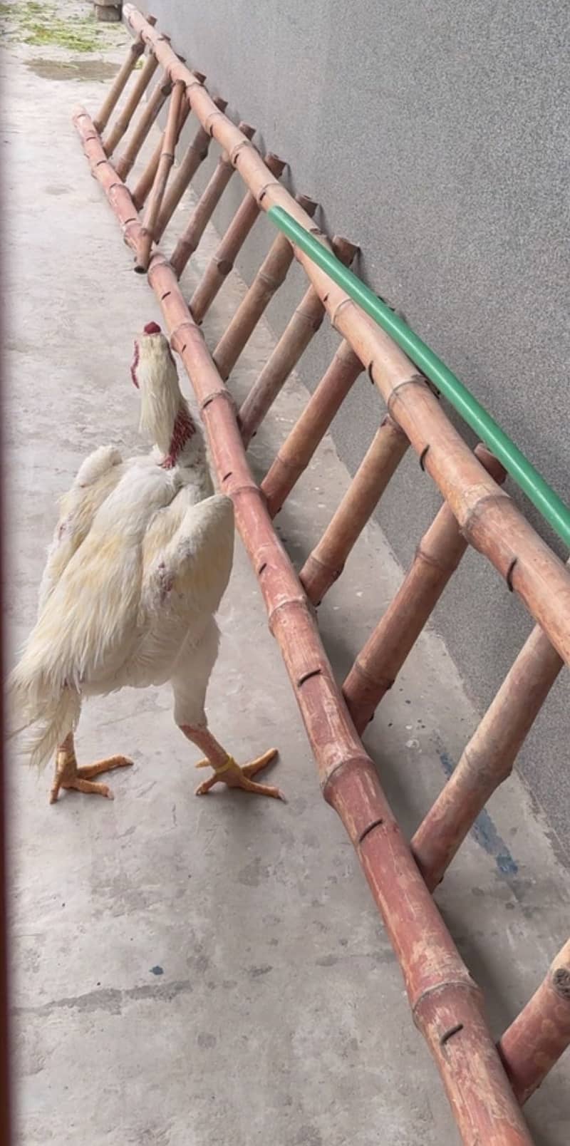 German White King Shamo Aseel

                                                            alt=