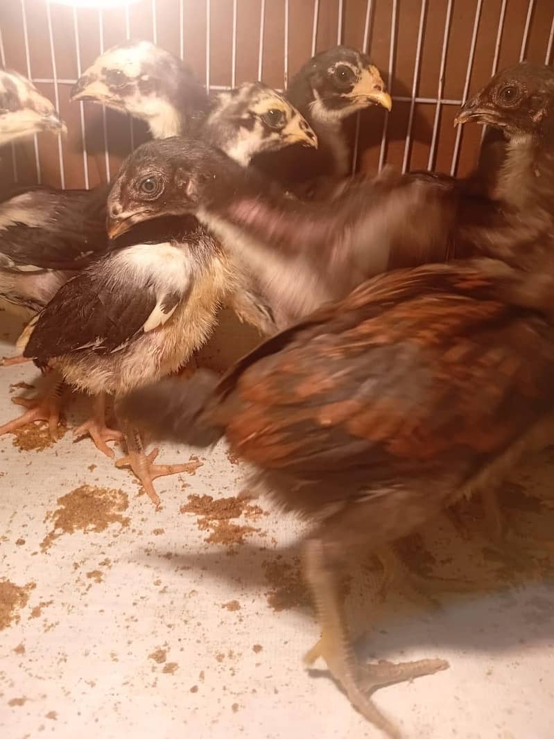 thai chicks

                                                            alt=