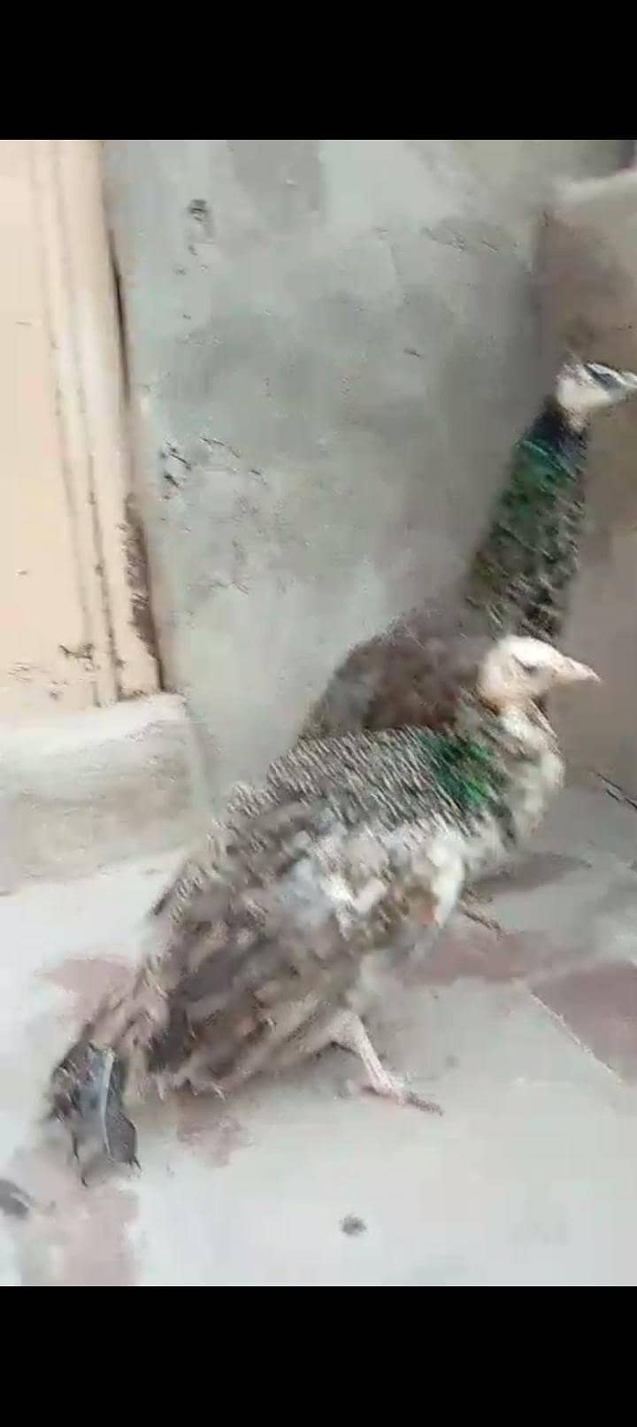 Peacock pair3.3. 6.8. 7. o. 7.2. 8.6

                                                            alt=