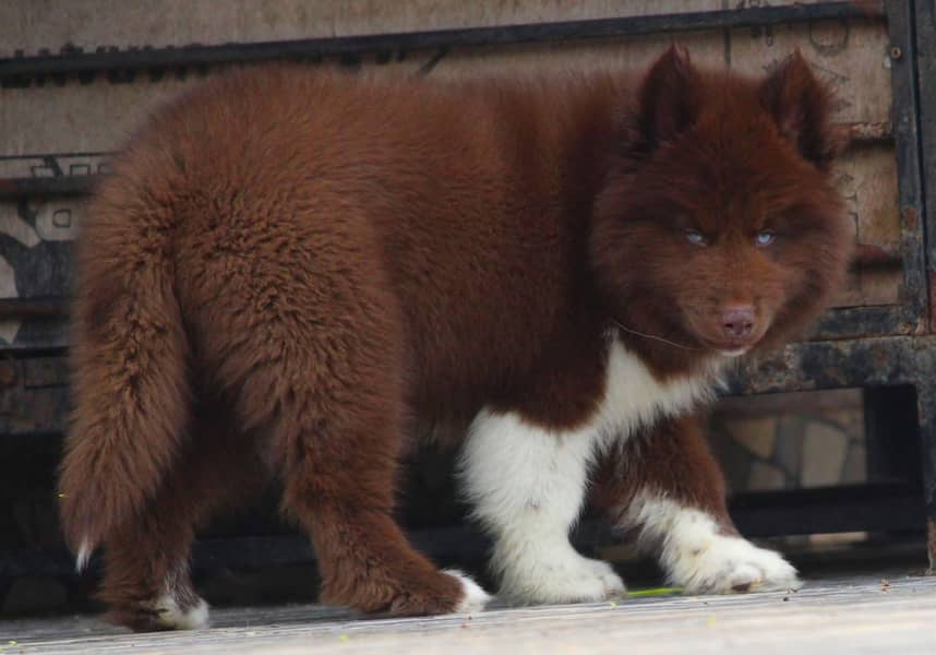 VERY RARE SIBIREAN HUSKY PUPPY AVAILABLE

                                                            alt=