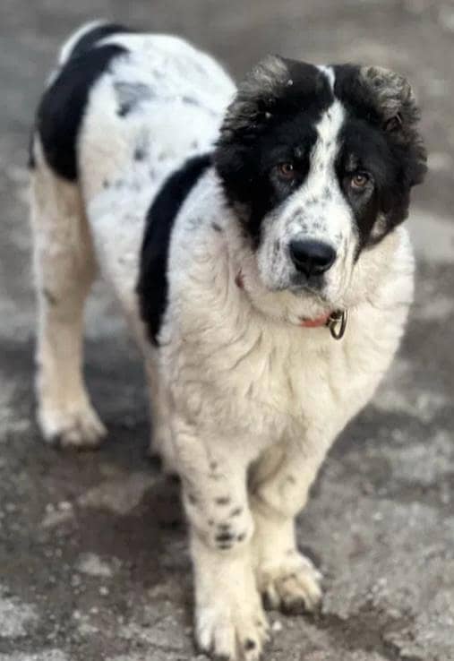 Alabai big size male puppy available

                                                            alt=