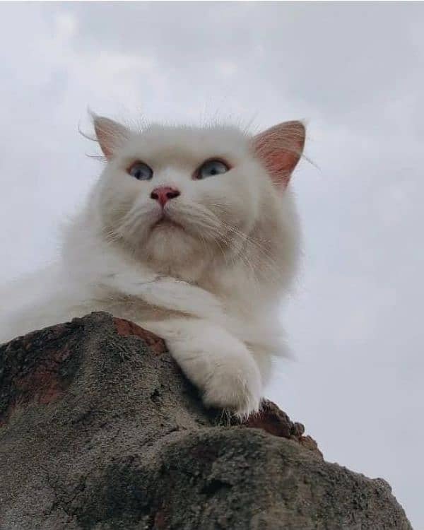 Blue Eyes Persian Cat Tripple Coated

                                                            alt=