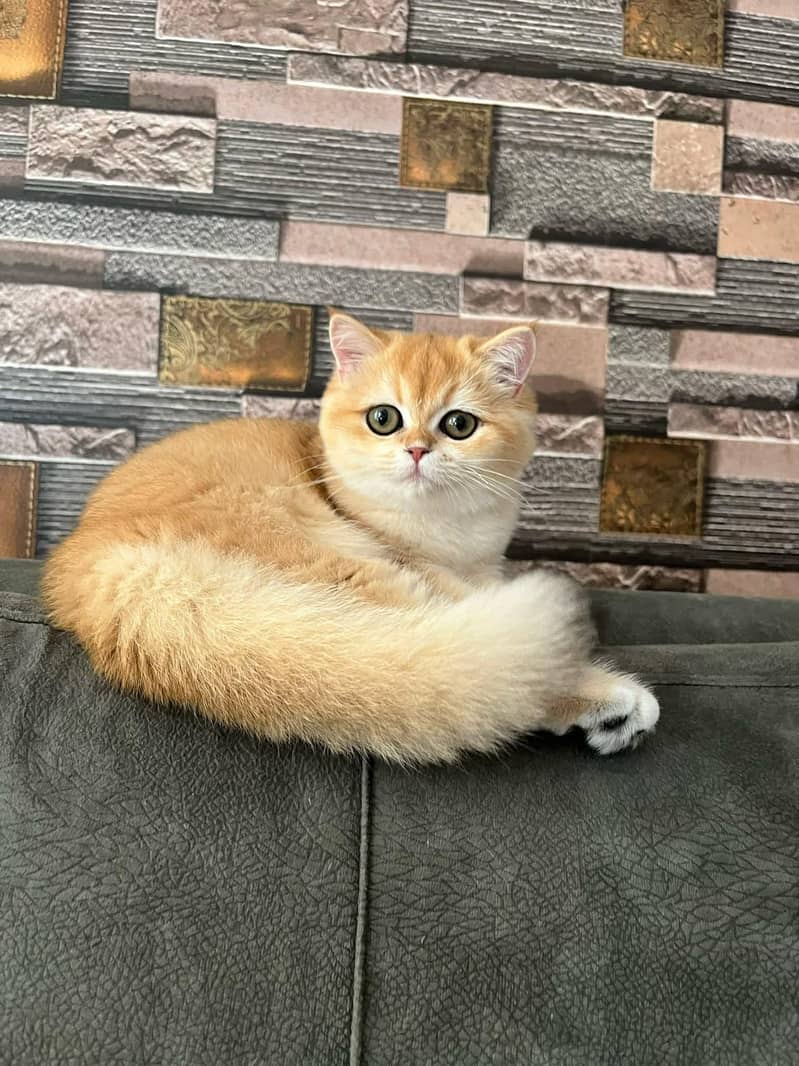 British Short Hair kittens available

                                                            alt=