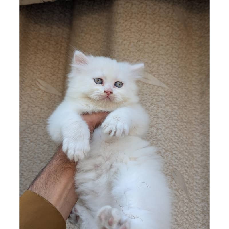 cash on delivery available Persian Punch face triple coat cat Kitten

                                                            alt=