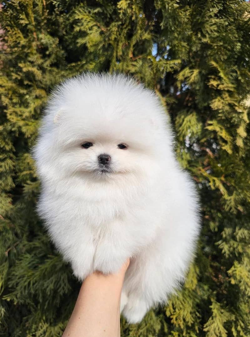 Pomeranian (miniature) male pup available

                                                            alt=