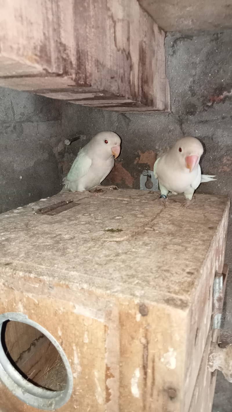 Albino Black eye split breeder pair

                                                            alt=