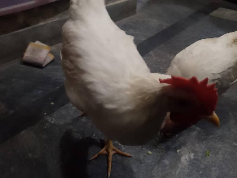 White Murga: 2500 for both.

                                                            alt=