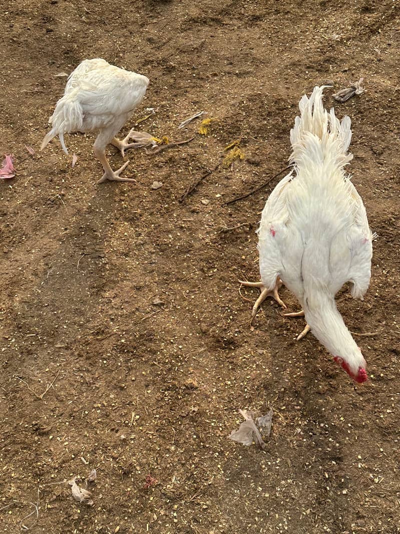 White Shamo Trio set|Aseel Shamo| imported Breed high quality hens

                                                            alt=