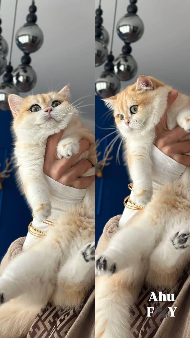 British Short Hair kittens available

                                                            alt=