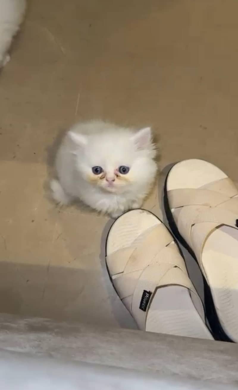 kitten - Punch face | Shami Panch face Kittens |  cute tripple

                                                            alt=