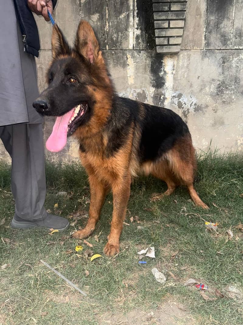 German Shepherd Black Mask Available for sale (Female)

                                                            alt=