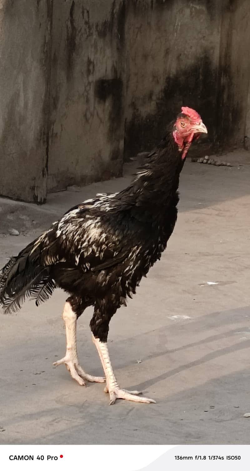 very beautiful pure java aseel murga 8 month

                                                            alt=