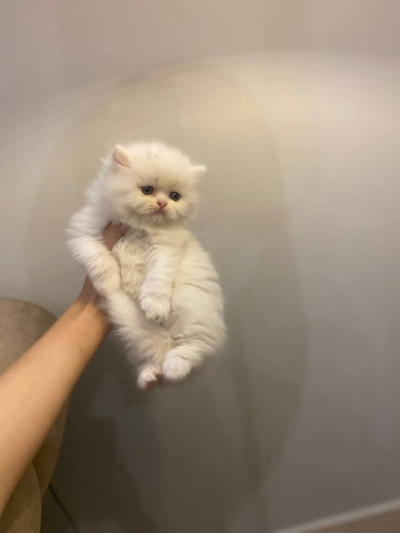 Quality kittens in Hyderabad

                                                            alt=