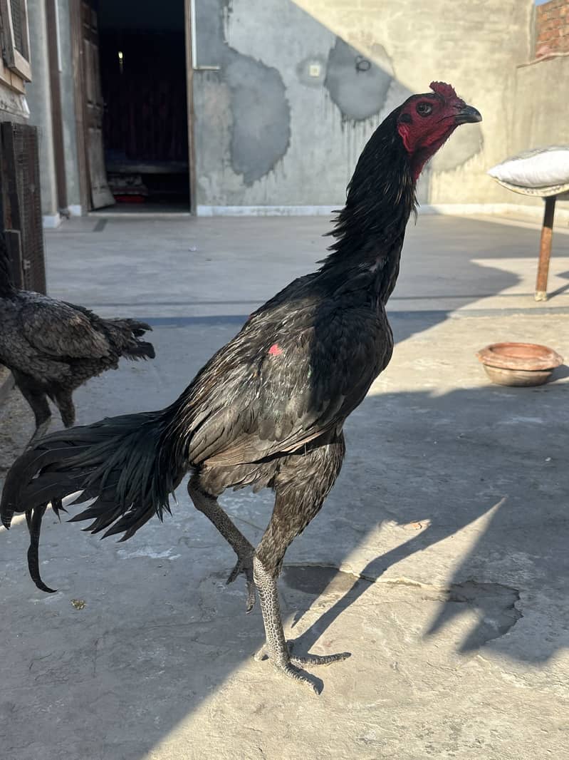 Aseel male imported

                                                            alt=