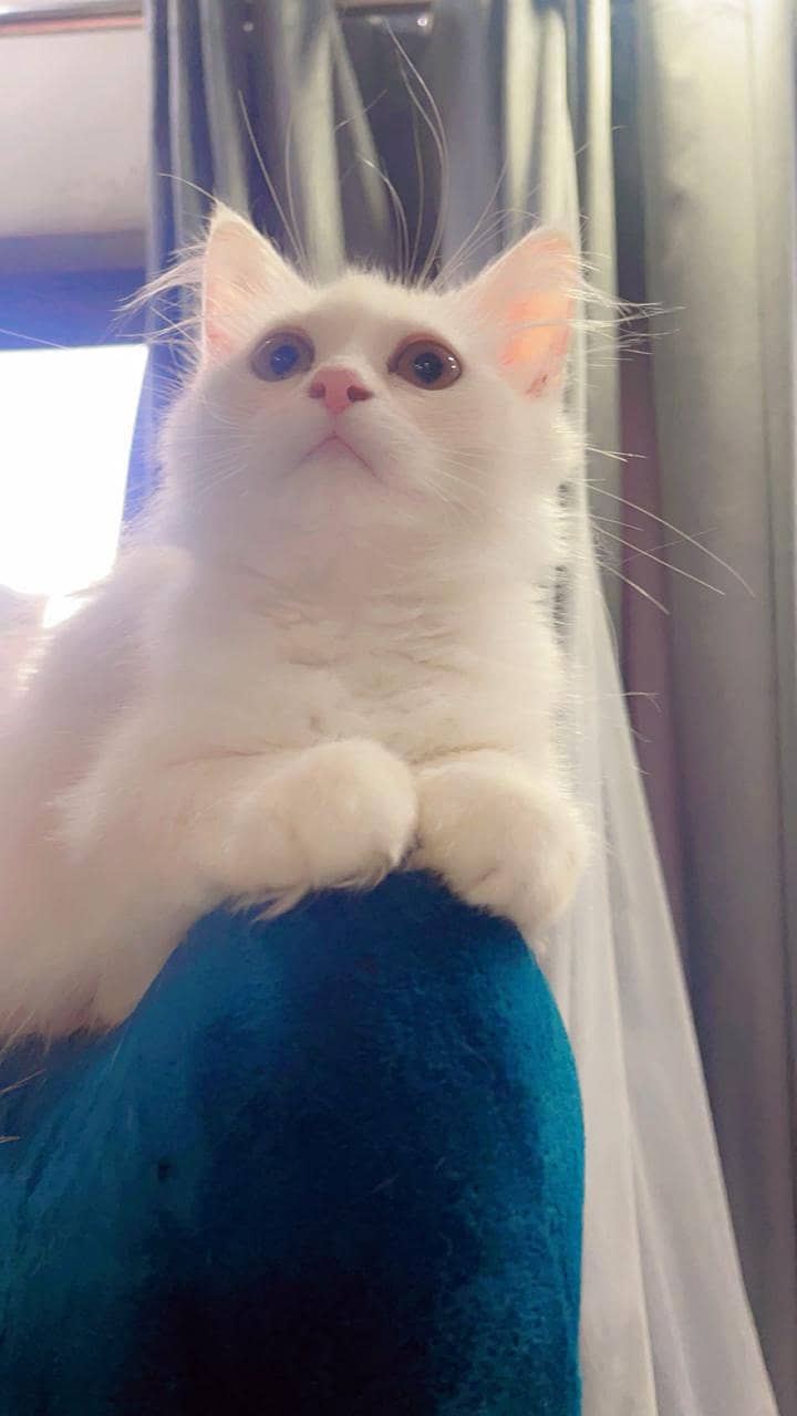 White Persian Cat | Cute & Healthy | Used (Pet) for Sale

                                                            alt=