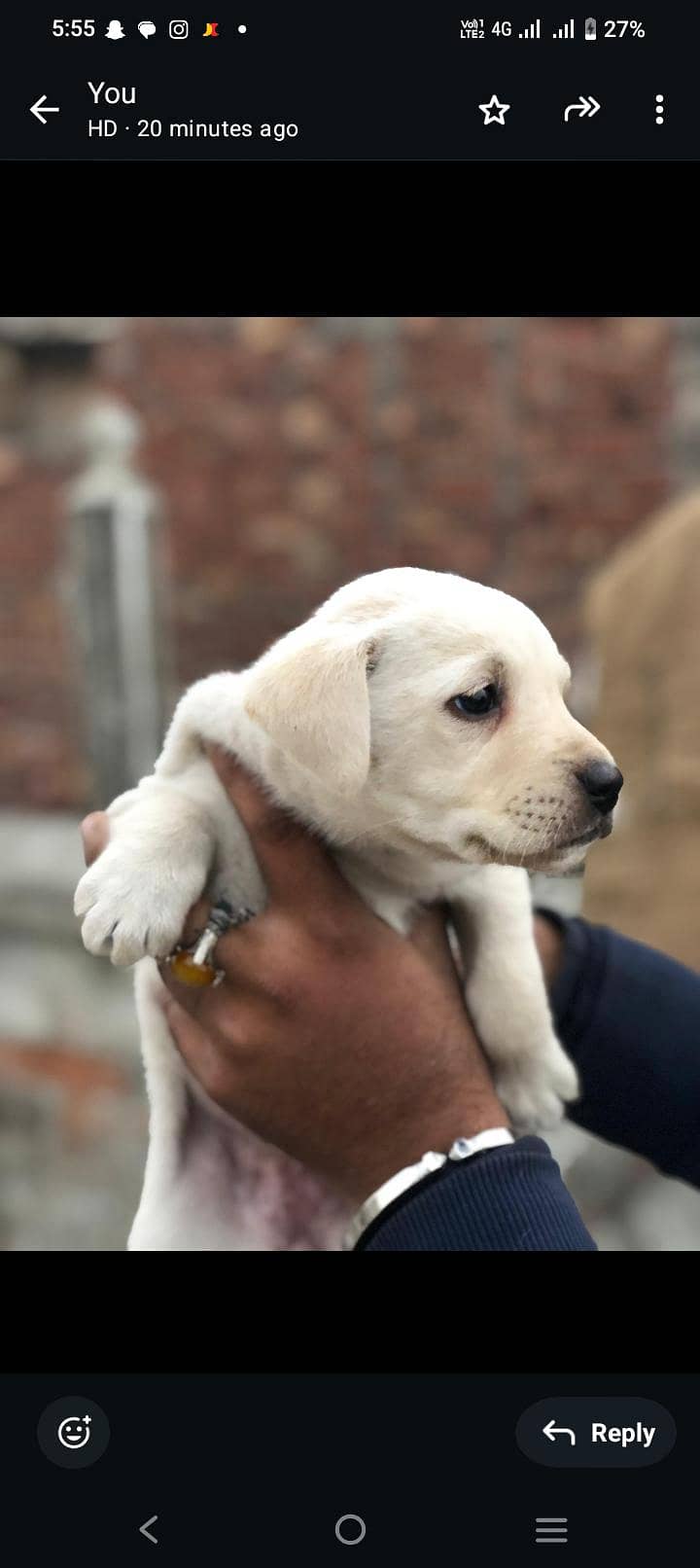Lab puppys or sale 03220050814

                                                            alt=
