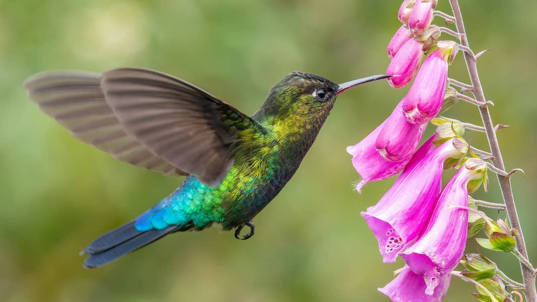 FEMALE GYNEE DOCTER

                                                            alt=