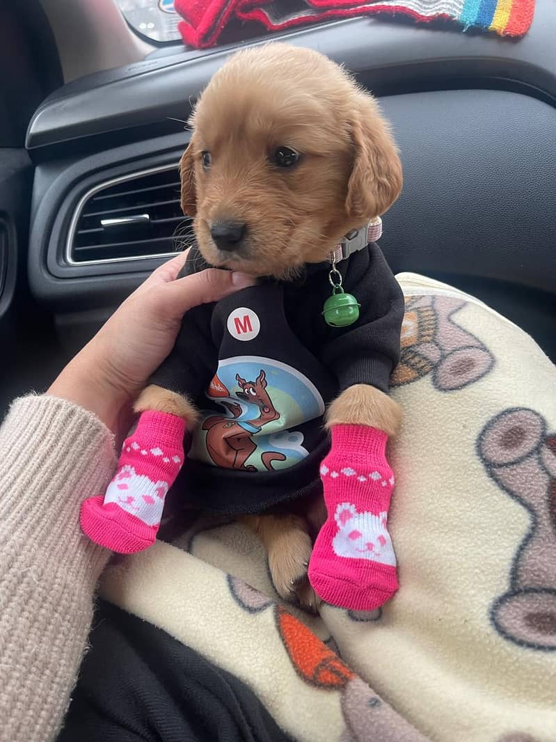 Pedigree Golden retriever female puppy available for sale

                                                            alt=