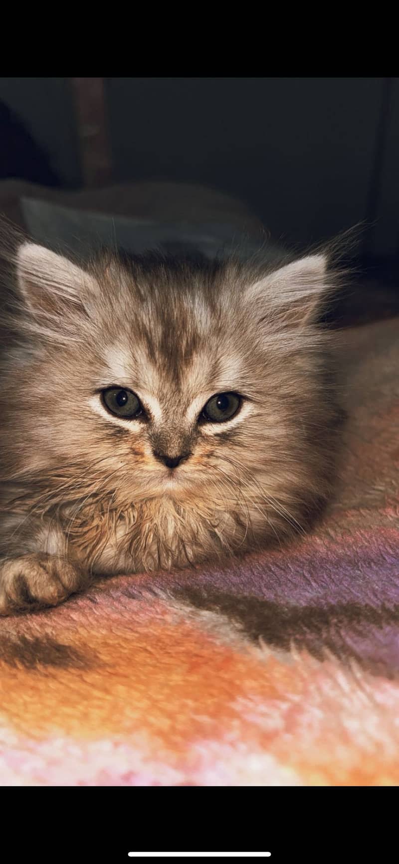 Female Persian Kitten

                                                            alt=