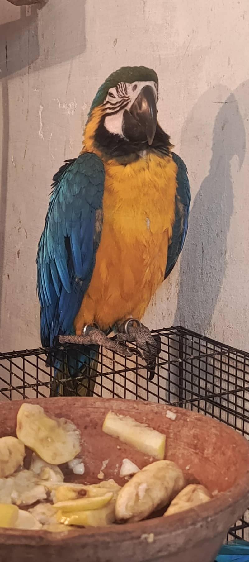 blue n gold macaw chick available

                                                            alt=