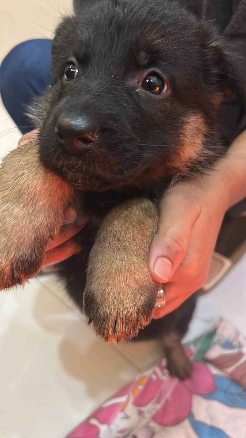 German Shepherd puppies mela female

                                                            alt=