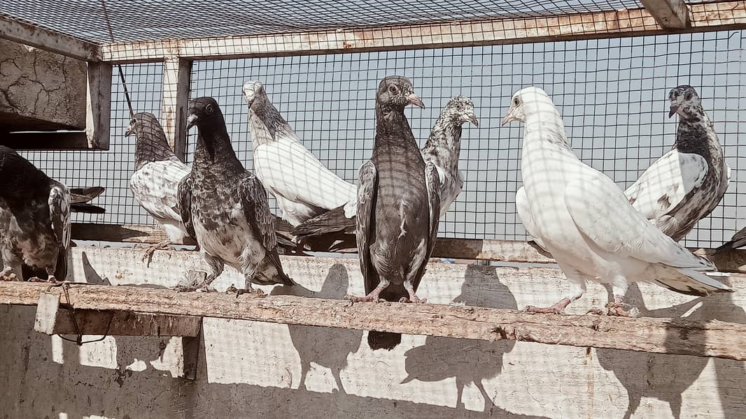 tady golden saikoti

                                                            alt=