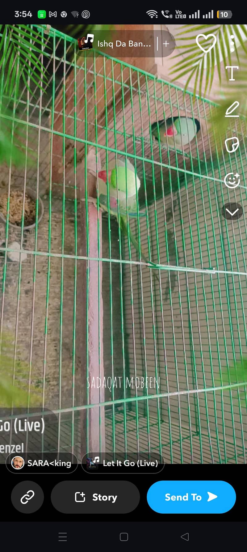 Breeder Pair for Sale :

                                                            alt=