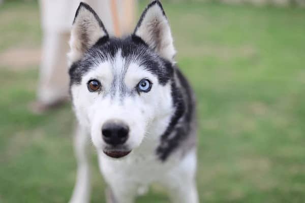 breeder berian Husky | odd eyes Husky female | double coated | breeder

                                                            alt=