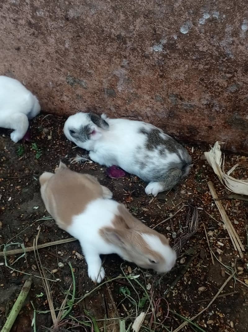 Rabbit Red eyes|Rabbits |Imported Breed |High Quality Rabbits|Bunnies

                                                            alt=