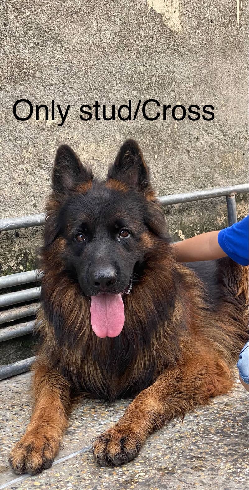 Solid black, black and Tain German Shepherd male Stud/Cross

                                                            alt=