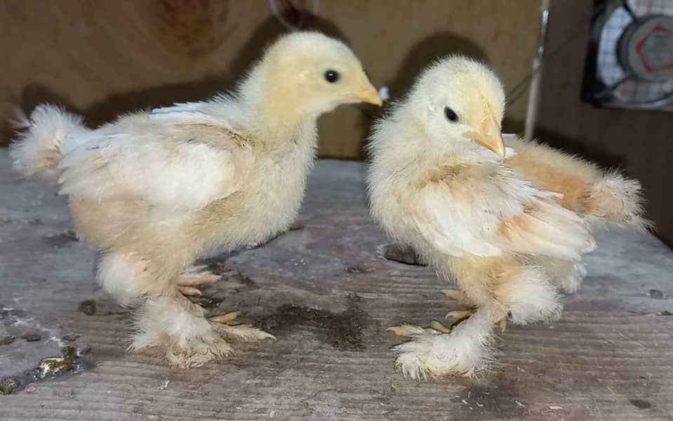 Fancy breed chicks/buff/silkie/sebright/polish/heera/shamoo

                                                            alt=