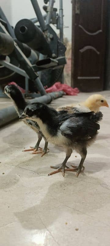 Rhode Island Red Choozay RIR Hen Desi Murghi Chicks

                                                            alt=