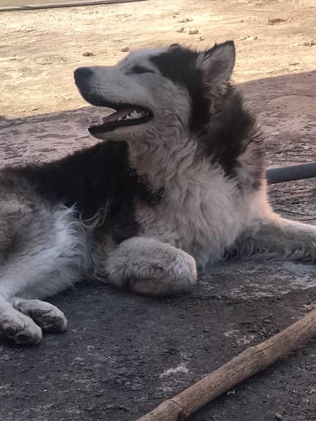 Siberian husky dog for mate stud Available as well for sale

                                                            alt=