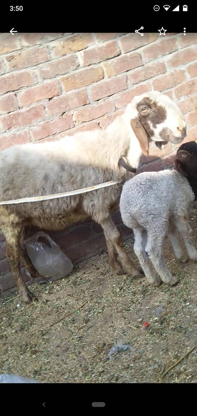 dasi sheep with 1kid 03234438191

                                                            alt=