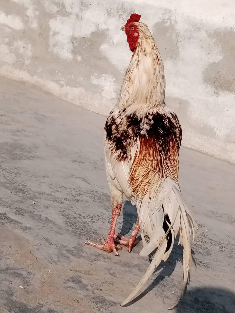 Aseel hera

                                                            alt=