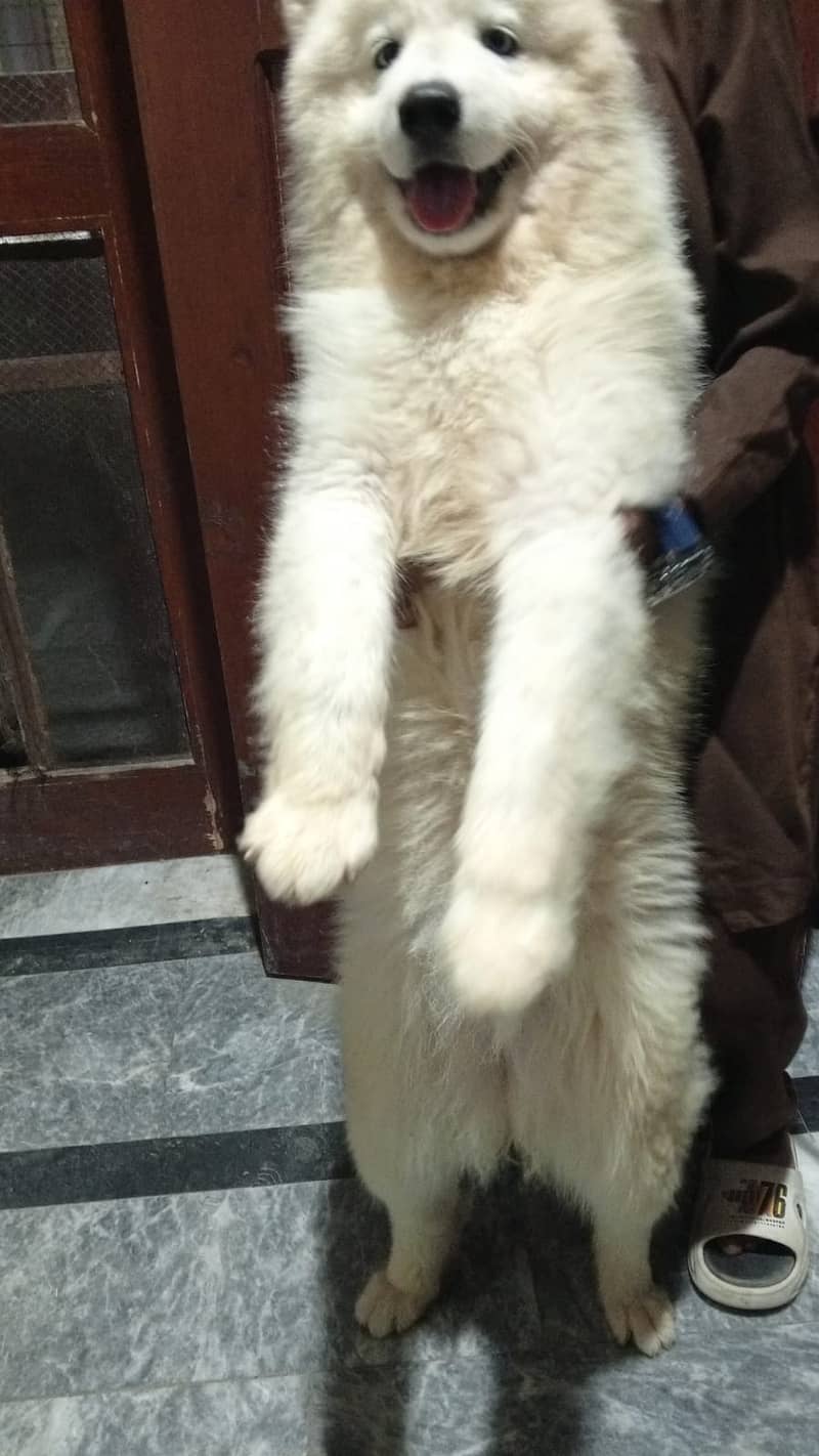 Giant Samoyed | Pedigree Giant Samoyed | Samoyed Dog | puppy | dog

                                                            alt=