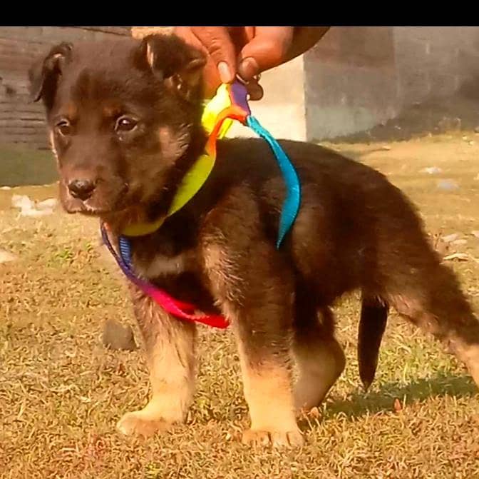 German Shepherd Dabal coat male available for sale

                                                            alt=